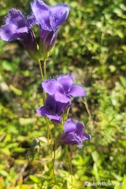 Plant in flower