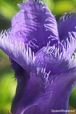 Petals