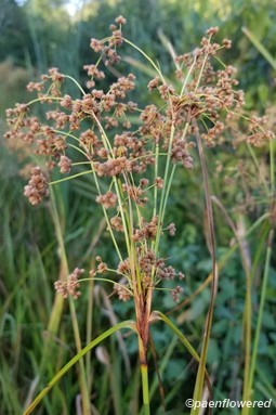 Scirpus