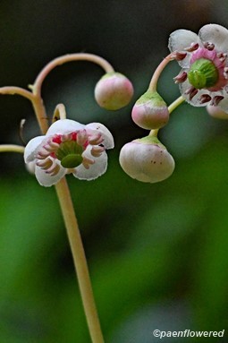 Plants in flower