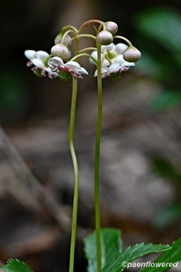 Plant form