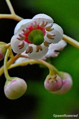 Flowers & buds