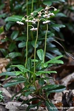 Plants in flower