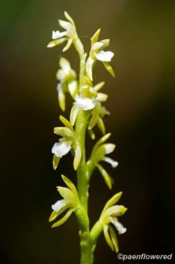 Early coralroot