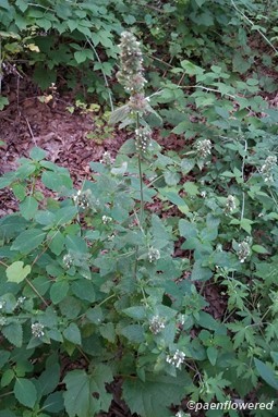 Habitat and Plant form