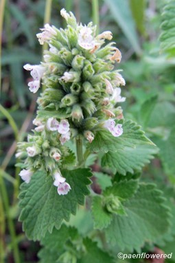 Inflorescence