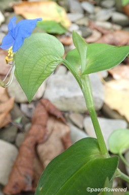 Asiatic dayflower