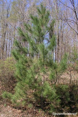 Young tree