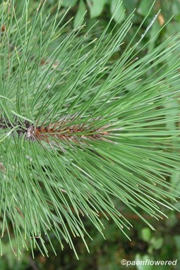 Branch with needles