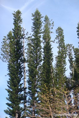 Norfolk island pine
