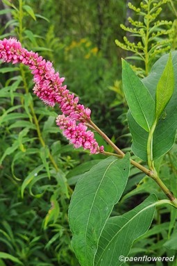 Plant in flower