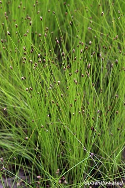 Eleocharis