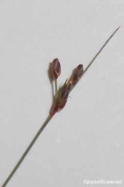 Close-Up of spikelets