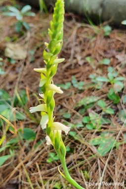 Early inflorescence