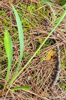 Leaves and stem