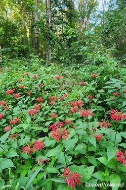 Plants in flower