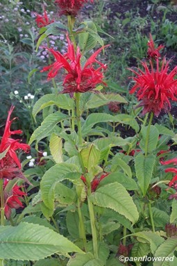 Scarlet Beebalm