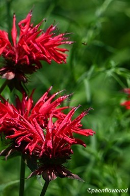 Plants in flower