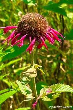 Early seedhead