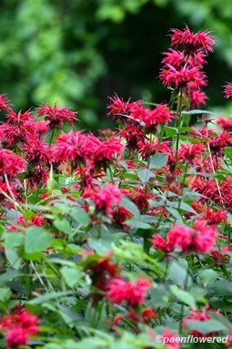 Plants in flower