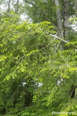 Hemlock grove with cones