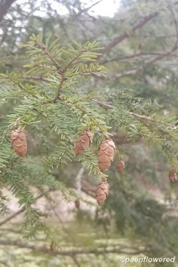 Branch with seed cones