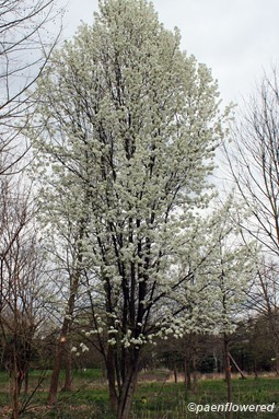 Tree in flower