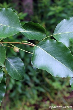 Leaves and young fruit