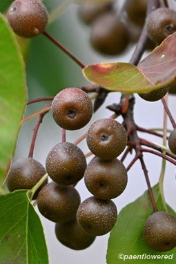 Plant in fruit