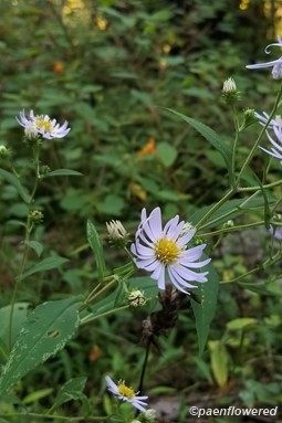 Crookedstem aster