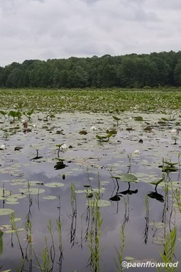 Water lily habitat
