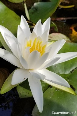 Lily bloom