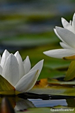 Plants in flower