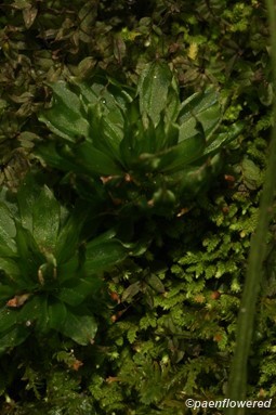 With mnium sp.