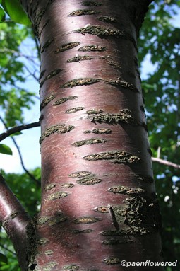 Bark