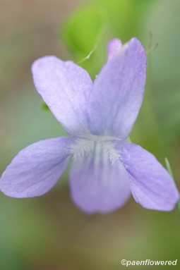 Great-spur violet