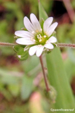 Mouse-eared chickweed