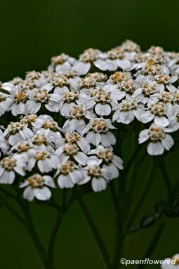 Inflorescences