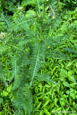 Yarrow leaf form