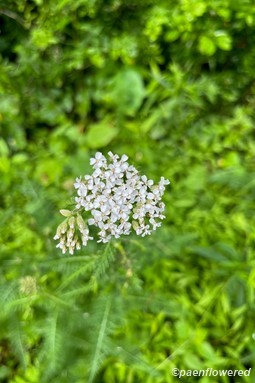 Yarrow flower form 
