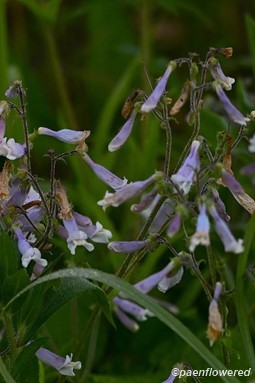 Plants in flower
