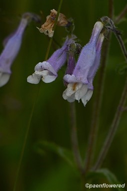 Plant in flower