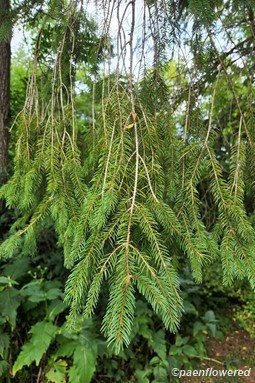 Norway spruce