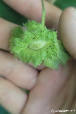 Developing seed