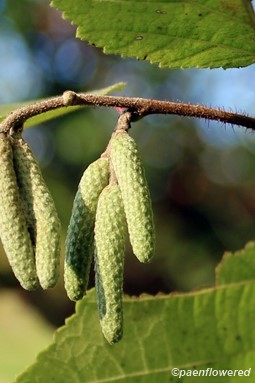 Young staminate catkins