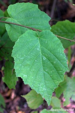 Leaves