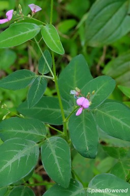 Plant in flower