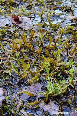 Common Water-Moss
