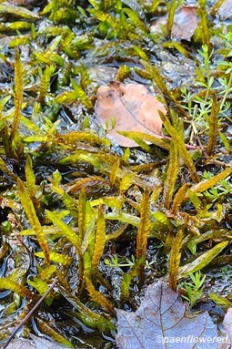 Plant form