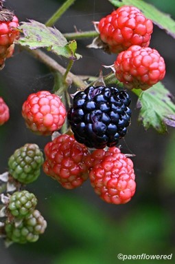 Fruits at different stages